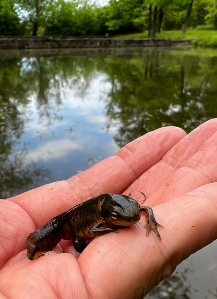 Red-spotted Newt